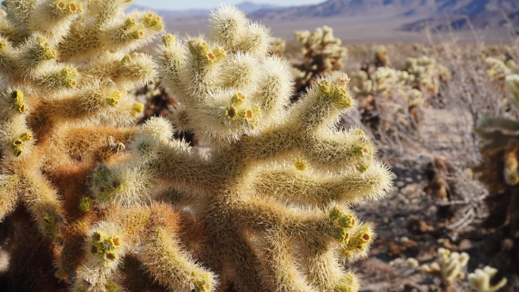 Cholla Cactus Garden, Joshua Tree National Park