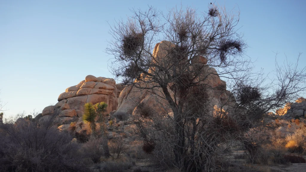 Hidden Valley Nature Trail, Joshua Tree