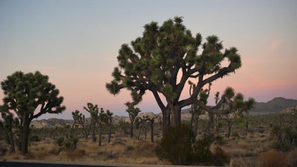 Joshua Tree National Park at sunset