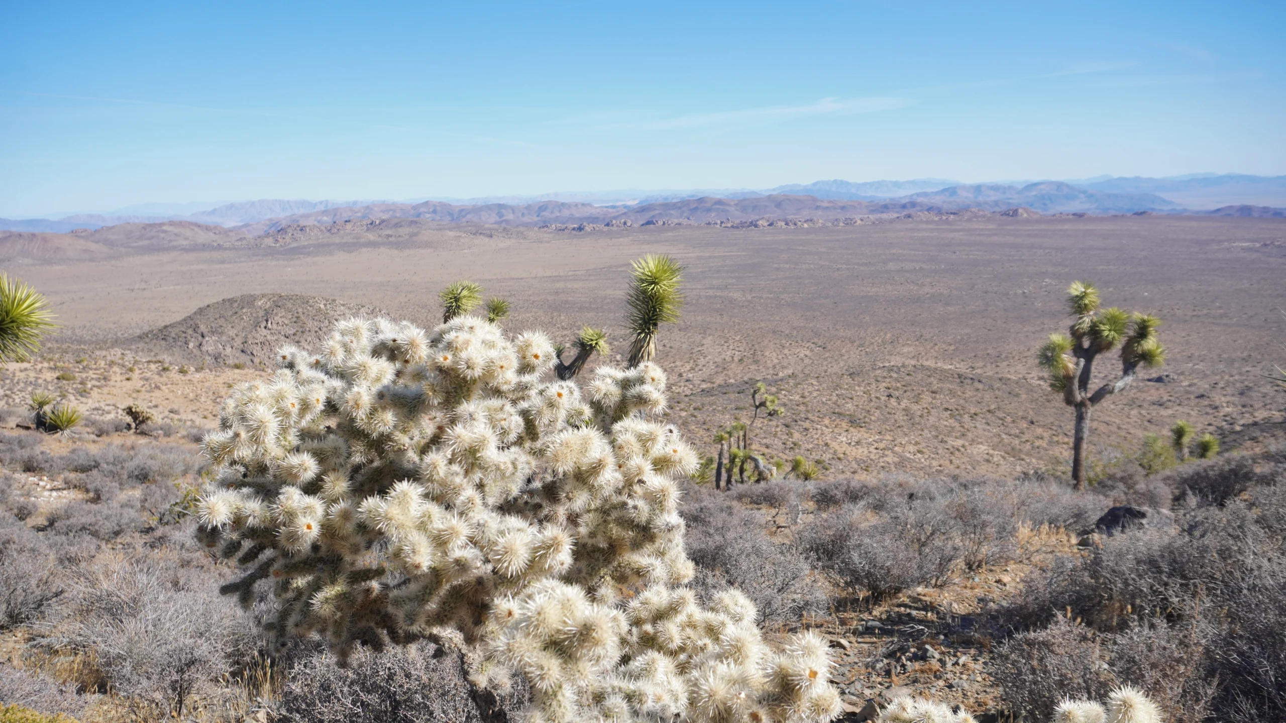 Ryan Mountain, Joshua Tree