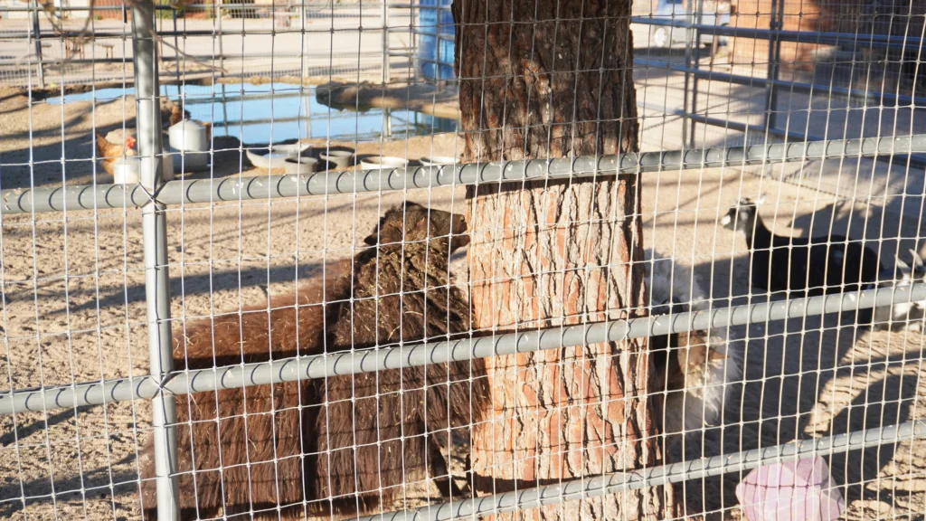 Petting zoo in Pioneertown, CA