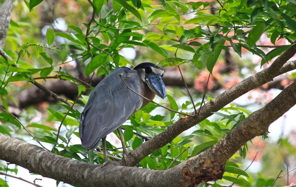 Palo Verde National Park