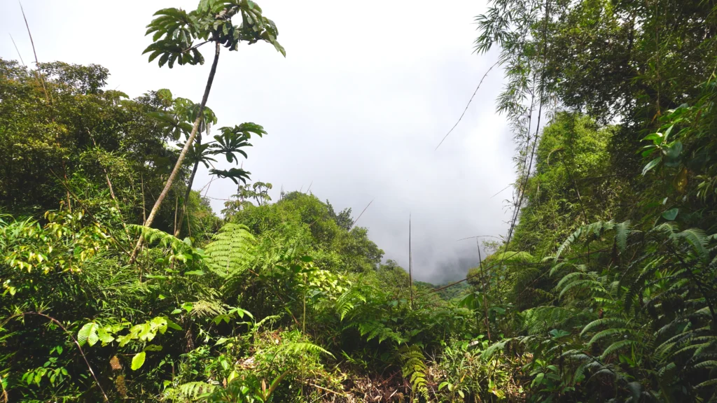 Santa Elena Cloud Forest