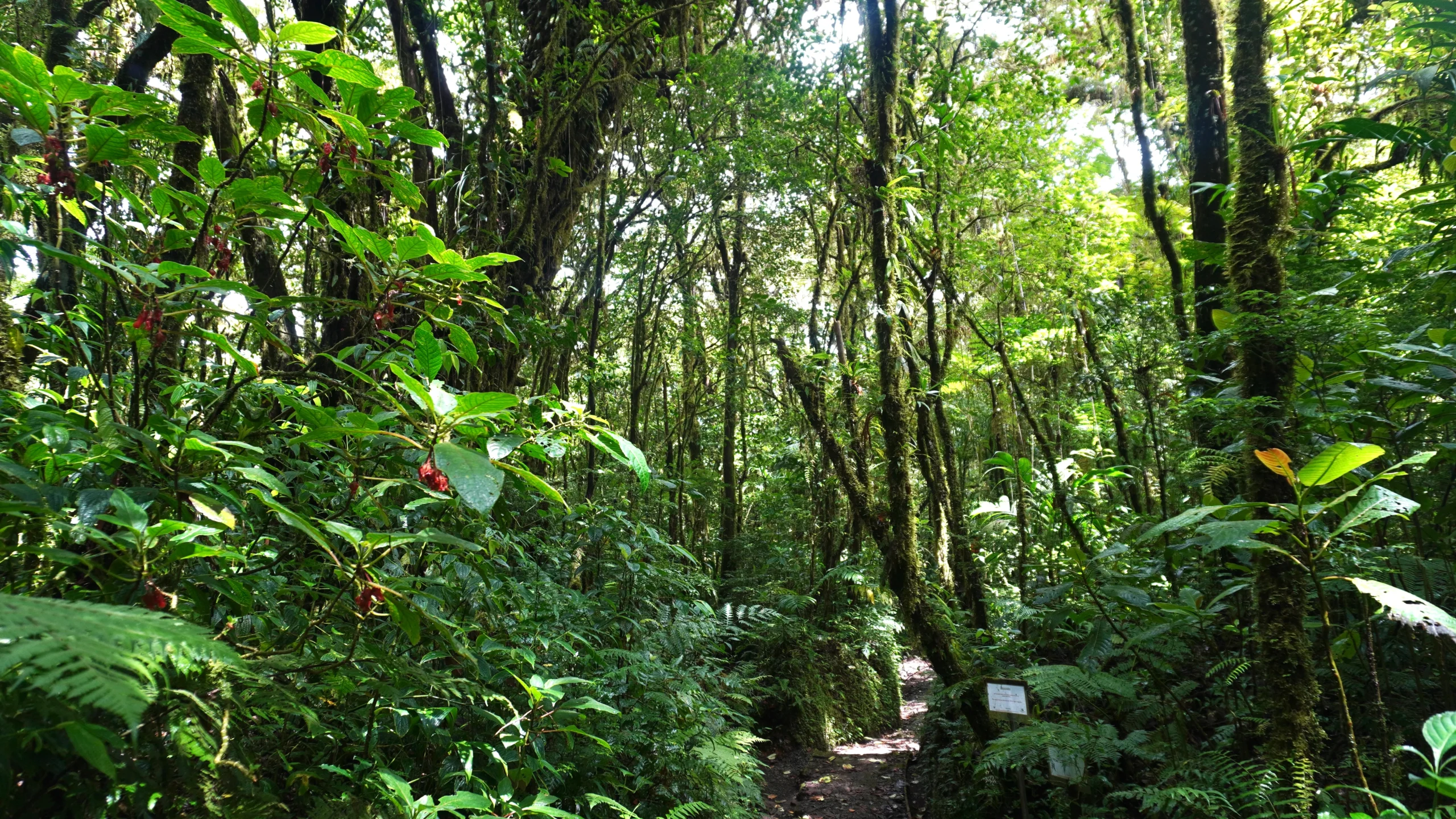 Santa Elena Cloud Forest