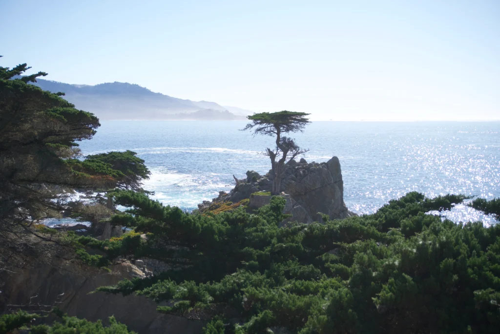 Lone Cypress Lookout, 17 Mile Drive