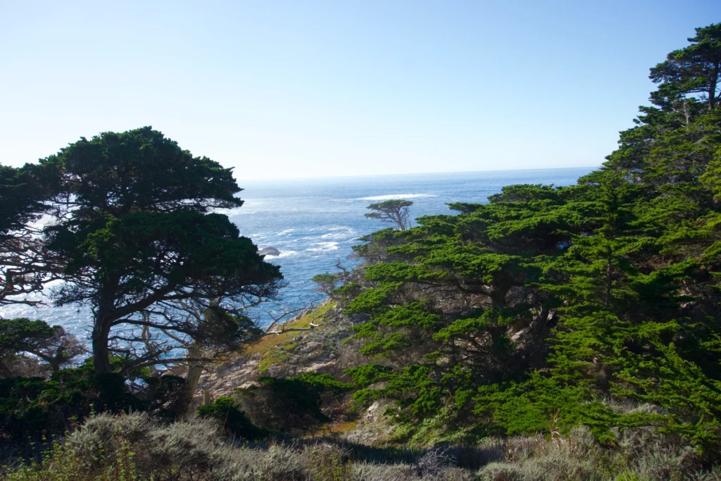 Cypress Grove Trail, Point Lobos State Nature Reserve