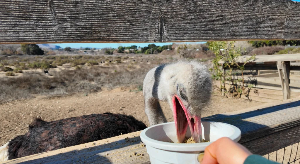 Ostrichland, Solvang CA