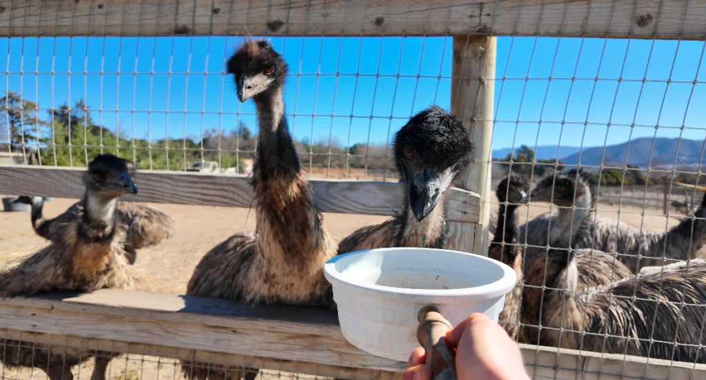 Ostrichland, Solvang CA