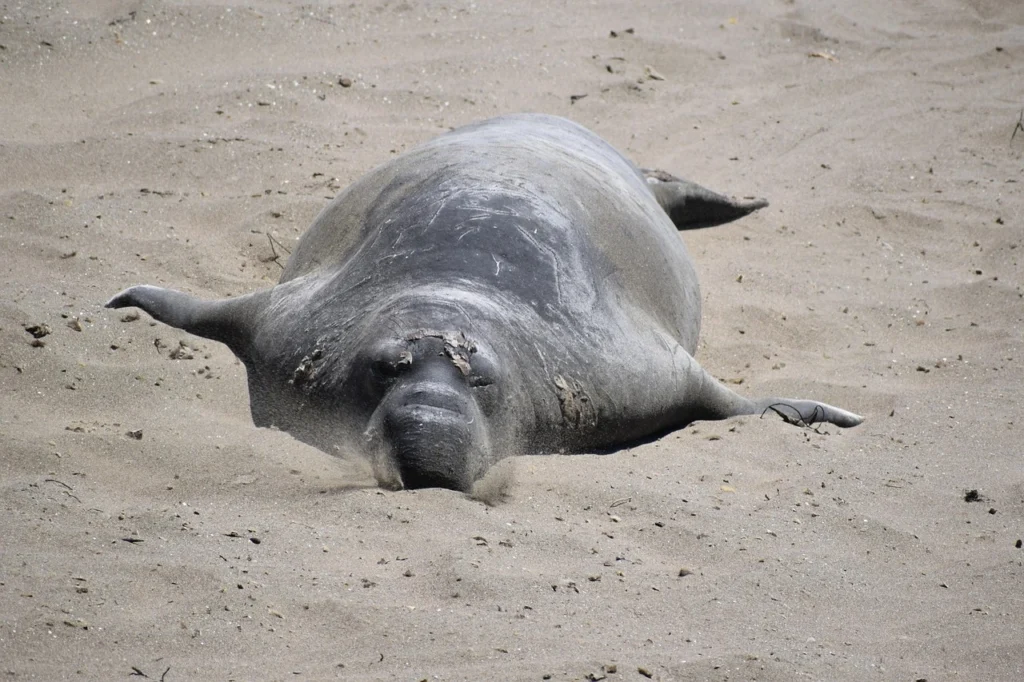 Elephant Seals, San Simeon CA