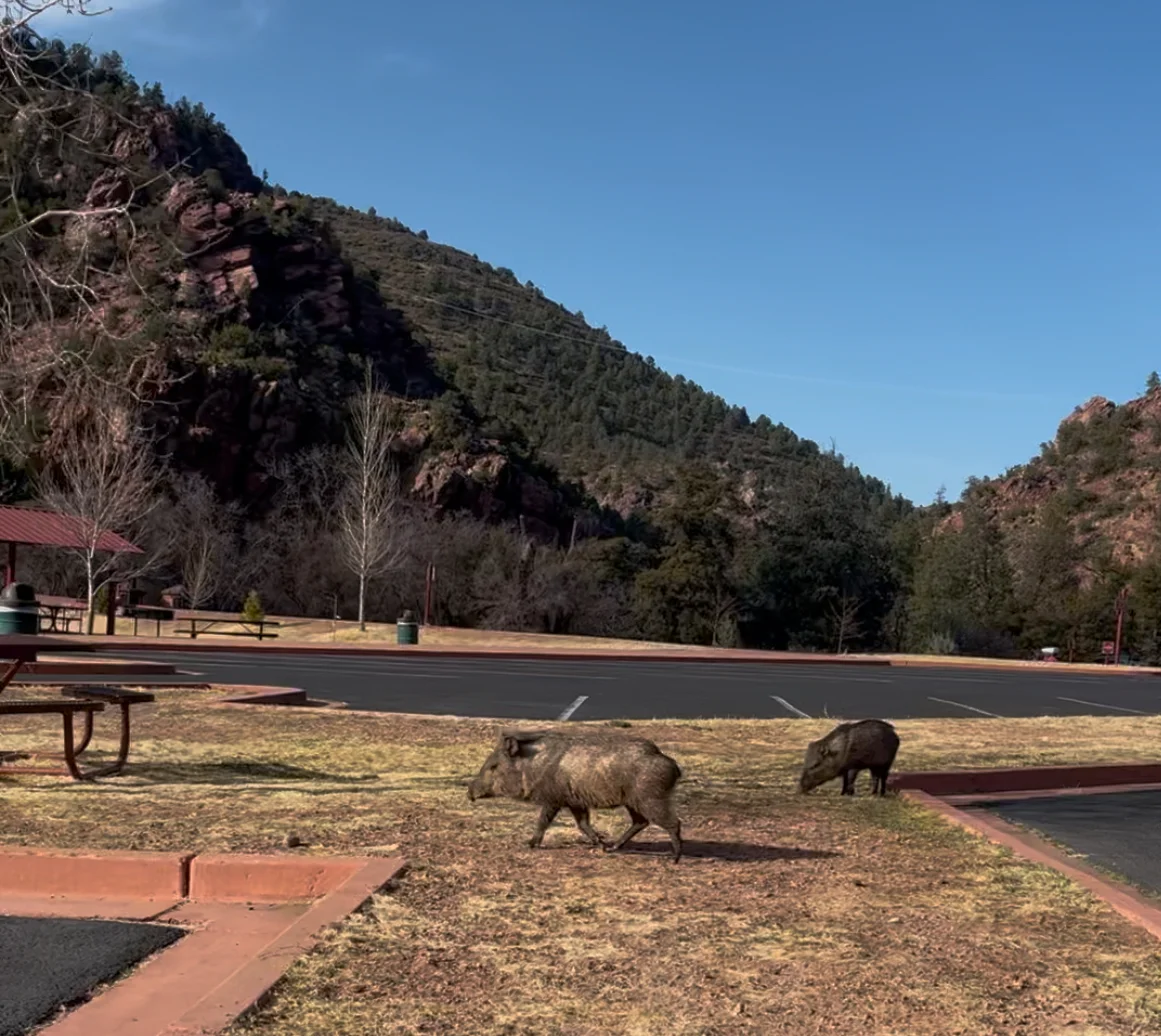 Javelina at Tonto Bridge State Park