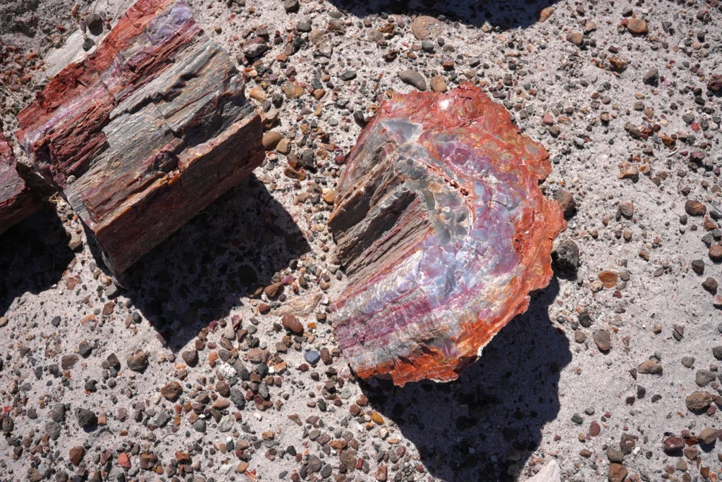 Petrified Forest National Park