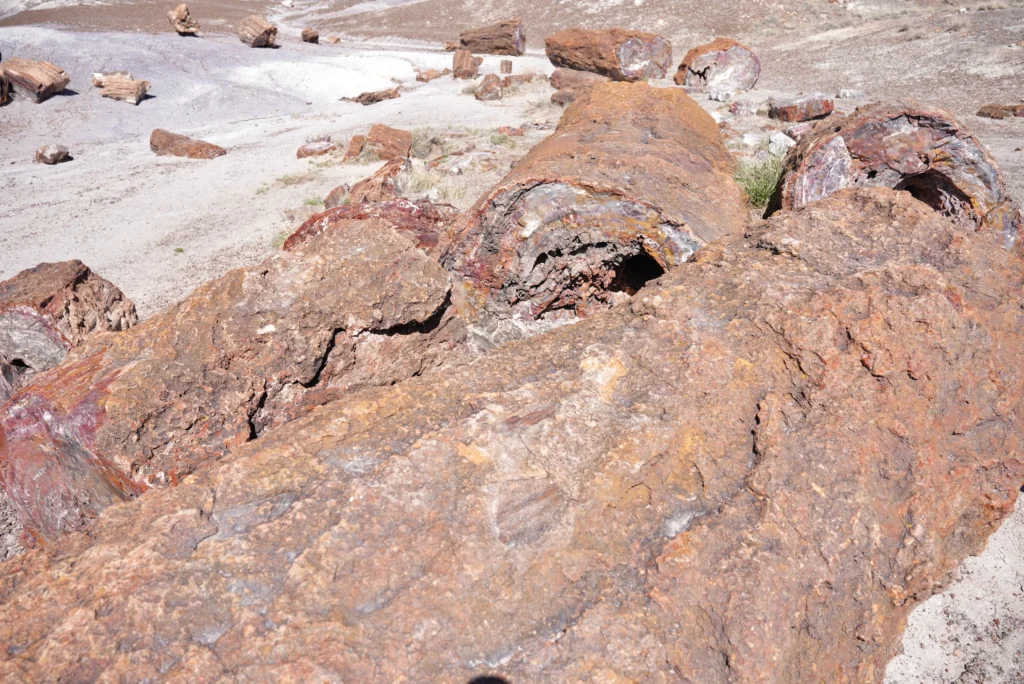 Petrified Forest National Park