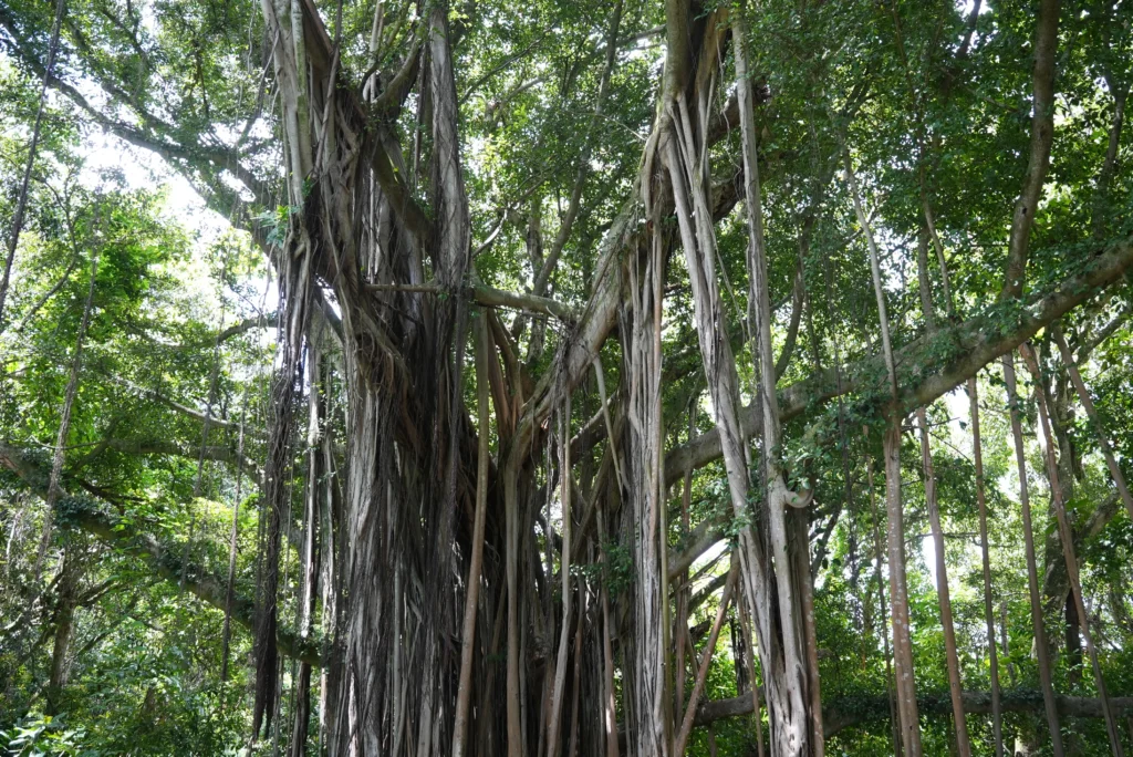 Seven Sacred Pools Trail