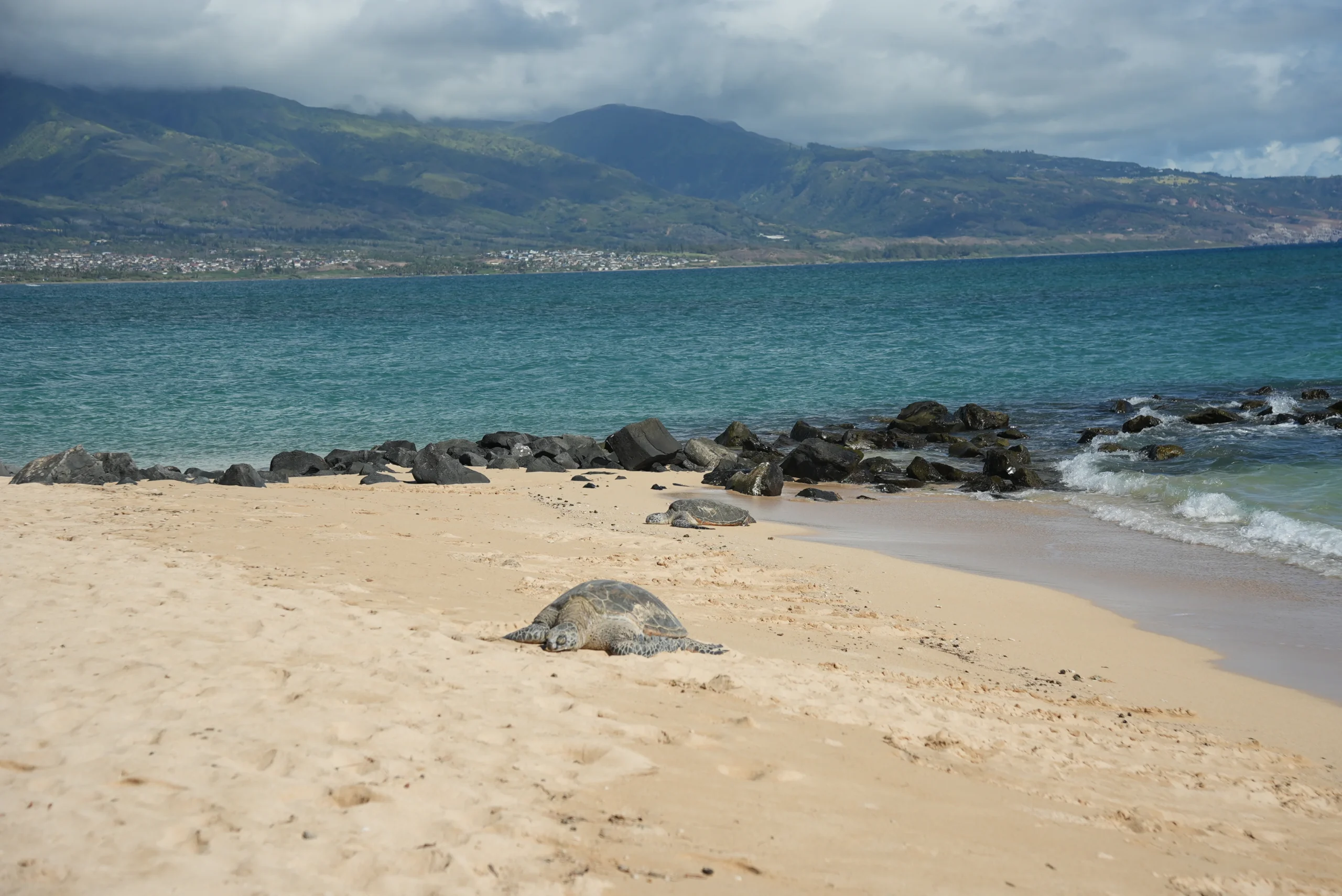 Green Sea Turtle On The Shores Of Maui