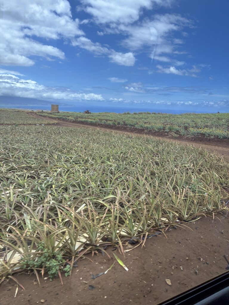 Maui Gold Pineapple Farm, Haliimaile, Maui