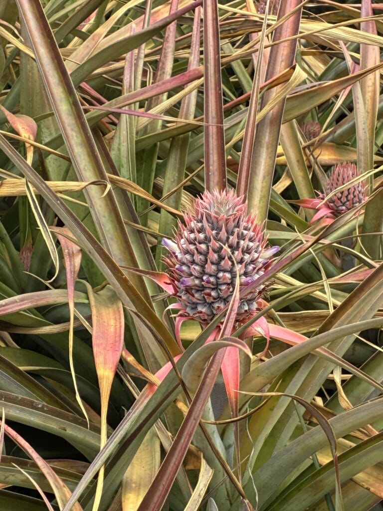 Maui Gold Pineapple Farm, Haliimaile, Maui