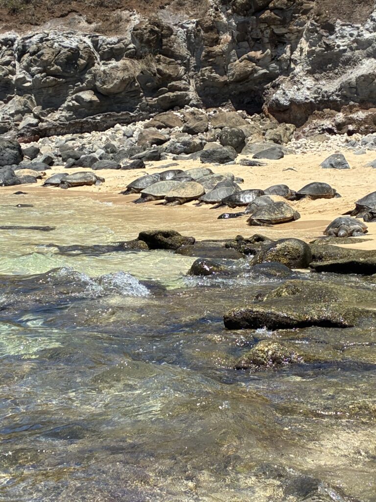Ho'okipa Beach Park, Maui Hawaii