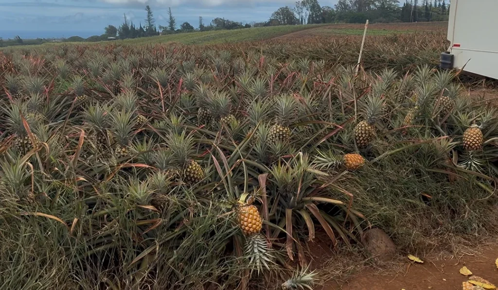 Maui Gold Pineapple Farm Tour